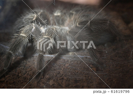 big spider animal in tunnel with cobweb catch 61619796