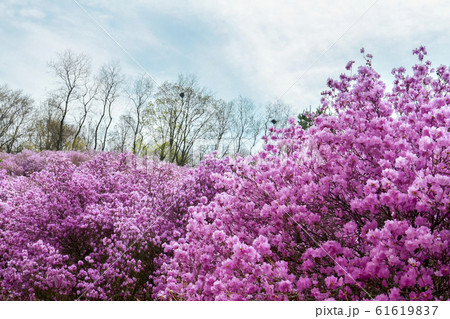 春 遠足 裏山 61619837