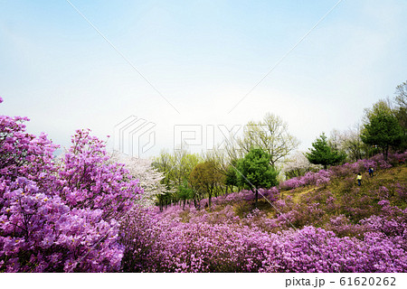 春 遠足 裏山 61620262