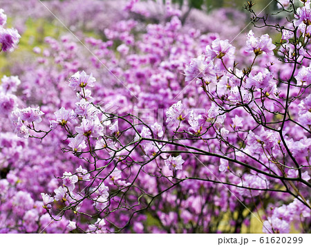 春 遠足 裏山 61620299