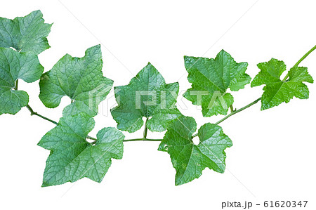 Winter melon green leaf Winter melon green leaf 61620347