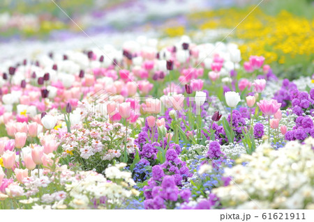 花畑の写真素材