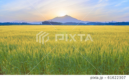 筑波山山頂　日の出　麦畑 61622307