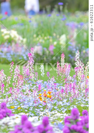 花畑 61622311