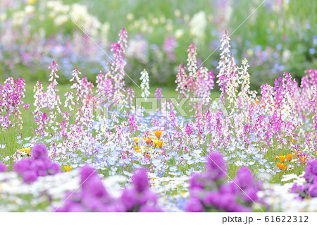 花畑 61622312