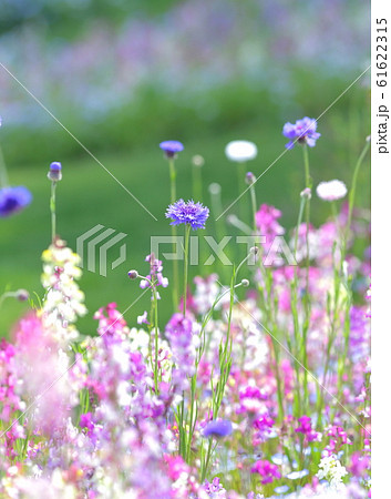 花畑 61622315