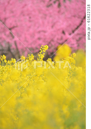 花ももの里　福島県福島市飯坂温泉 61622318