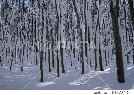 美しい冬のブナ林 61622435