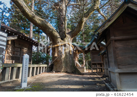 穂高神社若宮西の欅　　安曇野市穂高　 61622454