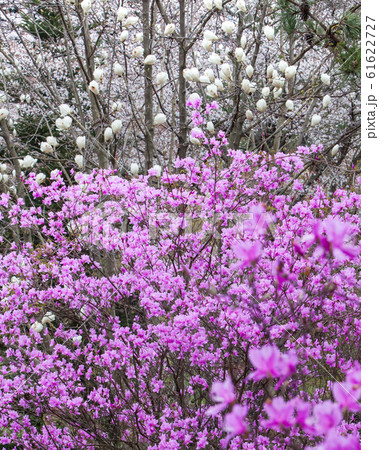 弥高山はツツジ 桜 ハクレンなどの名所です 春の花たちが競演しています 岡山県の写真素材