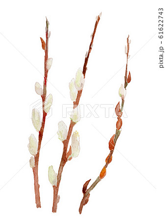 Salix ネコヤナギ 61622743