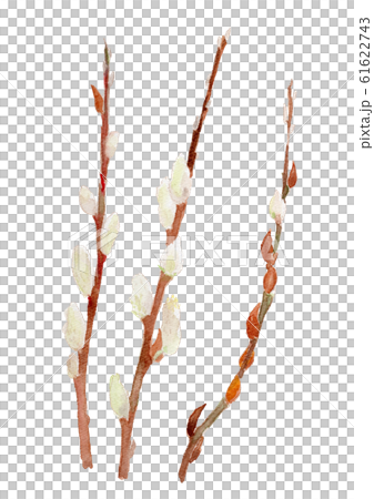 Salix ネコヤナギ 61622743