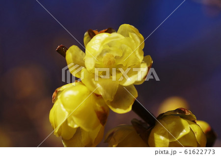 長谷寺　Hasedera temple 61622773