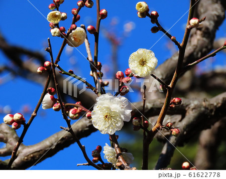 長谷寺　Hasedera temple 61622778