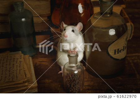 Funny rat runs around among old bottles and 61622970