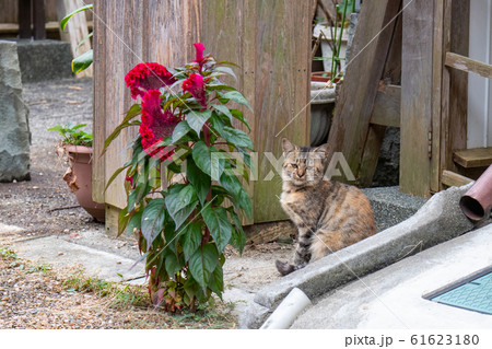 赤い花の後ろに座り込む子猫 赤い花の後ろに座り込む子猫 61623180