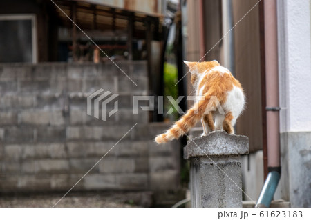 石の塀の上を歩いて向こうへ行ってしまう猫 61623183