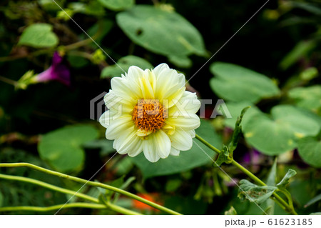 中央にアップで写した白い花びらの花 61623185