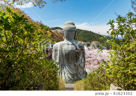 壷阪寺 大釈迦如来石像と桜 壷阪寺 大釈迦如来石像と桜 61623302