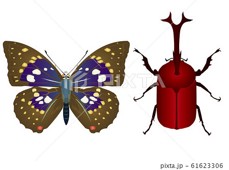オオムラサキとカブトムシ 61623306