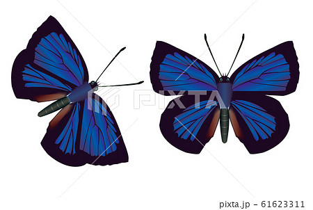 ムラサキシジミ ムラサキシジミ 61623311