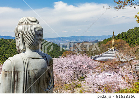 壷阪寺 大釈迦如来石像と桜 61623366