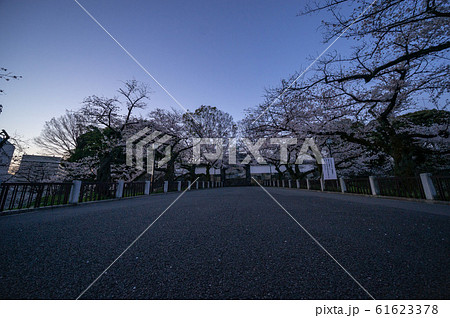 千鳥ヶ淵 桜 早朝 千鳥ヶ淵 桜 早朝 61623378