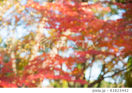 Blurred red leaves background in Japan Blurred red leaves background in Japan 61623442