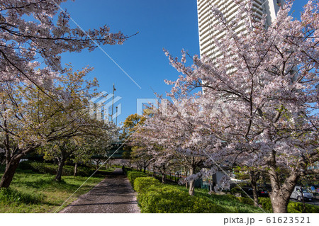 小松川千本桜 小松川千本桜 61623521