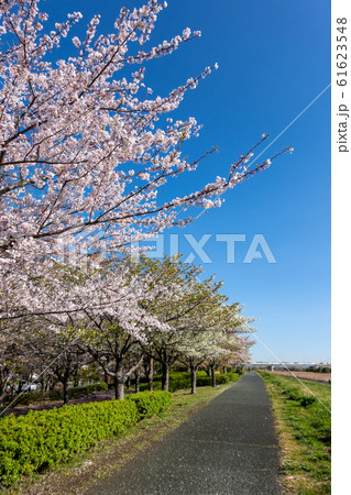小松川千本桜 小松川千本桜 61623548