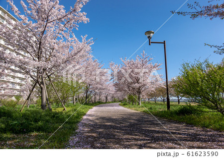 小松川千本桜 61623590