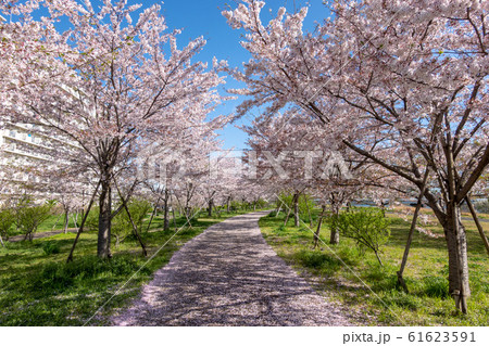 小松川千本桜 61623591
