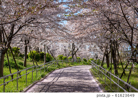 小松川千本桜 小松川千本桜 61623649