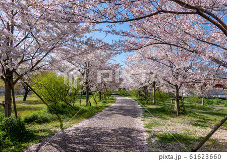 小松川千本桜 小松川千本桜 61623660