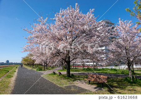 小松川千本桜 61623668