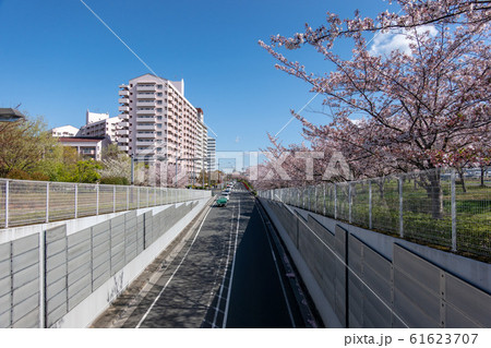 小松川千本桜 小松川千本桜 61623707