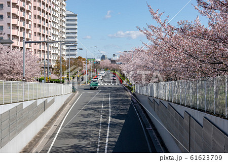 小松川千本桜 小松川千本桜 61623709
