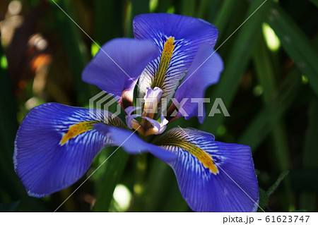 カンザキアヤメ　Iris unguicularis 61623747