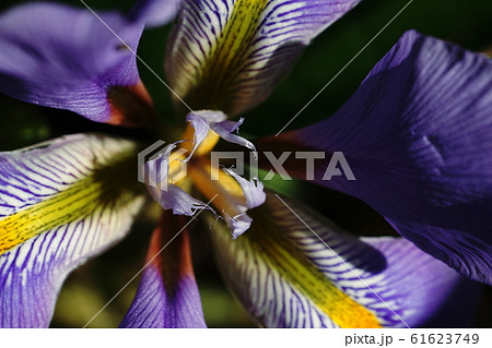 カンザキアヤメ Iris unguicularis カンザキアヤメ Iris unguicularis 61623749