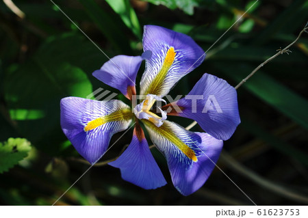 カンザキアヤメ Iris unguicularis カンザキアヤメ Iris unguicularis 61623753