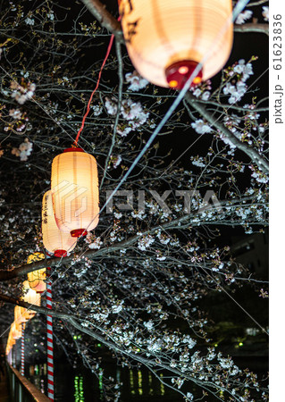 門前仲町 夜桜 門前仲町 夜桜 61623836