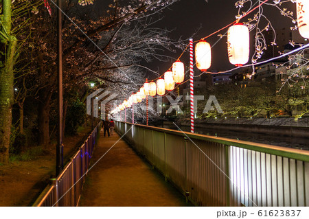 門前仲町 夜桜 門前仲町 夜桜 61623837
