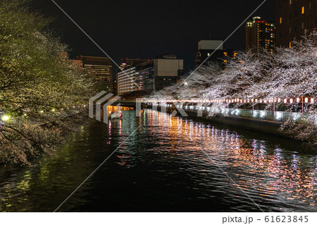 門前仲町 夜桜 門前仲町 夜桜 61623845