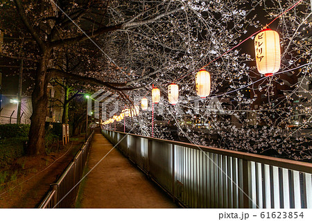 門前仲町　夜桜 61623854