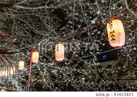 門前仲町　夜桜 61623855