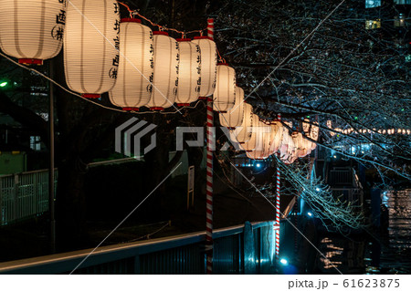 門前仲町 夜桜 門前仲町 夜桜 61623875