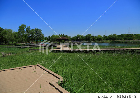 舎人公園　大池 61623948