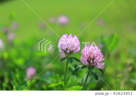 舎人公園 お花見広場の写真素材