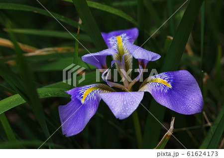 カンザキアヤメ Iris Unguicularisの写真素材
