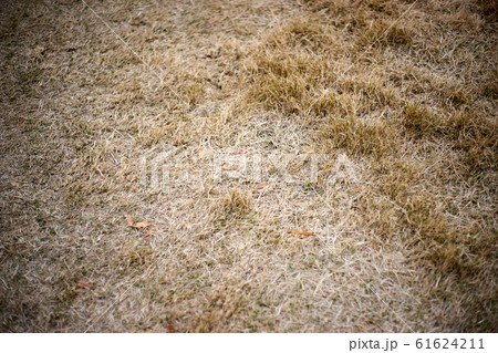 冬の芝生・地面 61624211